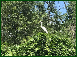 zwermen vogels